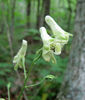 Aconitum_reclinatum_flower_closeup_web_resized