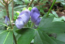 Aconitum_uncinatum_flowers_2_web_resized