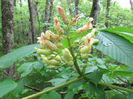 Aesculus_flava_flowers_2012_May_17-20_044_web_resized