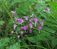 Allium_allegheniense_flowers_web_resized