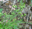 Allium_allegheniense_seeds_2011_September_12-15_037_web_resized