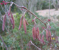 Alnus_serrulata_catkins_and_flowers_2_web