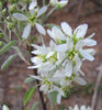 Amelanchier_obovalis_wilmington_2012_March_web_resized