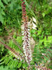 Amopha_herbacea_flower_IMG_5074_web_resized