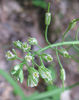 Arabis_laevigata_bloom_resized