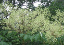 Aralia_spinosa_blooms