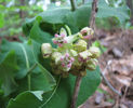 Asclepias_amplexicaulis_flower_closeup_ev-henwood_may_13,_2012_002_web_resized