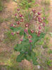 Asclepias_amplexicaulis_plant_resized
