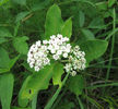 Asclepias_variegata_resized
