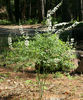 Baptisia_albescens_plant