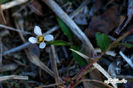 Bartonia_verna,_Yellow_Screwstem_web_resized