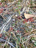 Bartonia_verna_buds_2_IMG_4096_web_use_resized