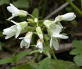 Cardamine_concatenata_blooms_resized