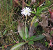 Chaptalia_tomentosa_2,_Sun-bonnet-April4-2011_web