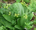 Clintonia_borealis,_Bluebead_Lily_or_Clintons_Lily_web