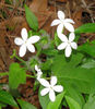Cnidoscolus_stimulosus,_Tread-softly_in_bloom_web