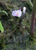 Copy_of_Utricularia_resupinata_bloom_close_up