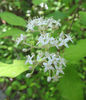 Cornus_stricta_flowers,_Southern_Swamp_Dogwood._Wilmington_2012_May_9_001__resized