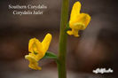 Corydalis_halei_bloom_Carmack_resized