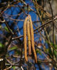 Corylus_americana_-_catkin_resized