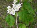Crataegus_macrosperma_flower_and_leaves_May_2-8,_2011_web_resized