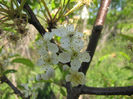 Crataegus_punctata_flowers_web_007_resized