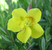 Crocanthemum_bicknelii,_Plains_Sunrose,_flower_close-up_web_resized