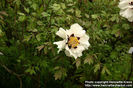 d05_6309_paeonia-suffruticosa