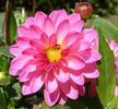 DahliaDahlstarSunsetPink