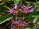 Decodon_verticillatus_bloom