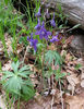 Delphinium_tricorne_web