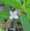Diodia_teres_flower_close-up_Wilmington_2012_August_20_003_resized