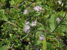 Elephantopus_tomentosus_branches_of_flowers_resized
