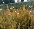Eriophorum_virginicum_Cotton_Grass_web_resized