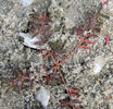 Euphorbia_bombensis_close_up_web_resized
