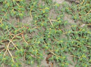 Euphorbia_polygonifolia_close-up_web_resized