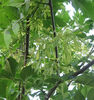 Fraxinus_pennsylvanica_seed_closeup_web_resized