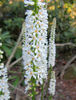 Galax_urceolata_flowers_web