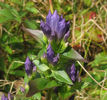 Gentianella_quinquefolia_flower_close-up_web