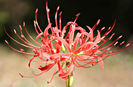 gn09_spiderlily_flower