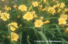 Hemerocallis%20