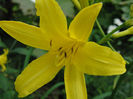 Hemerocallis_flava,_Daglilje_2