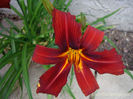 Hemerocallis-red-closup