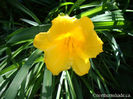 Hemerocallis-Stella-de-Oro-golden-flower