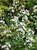 Hesperis%20matronalis%20alba