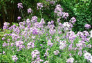 Hesperis%20matronalis
