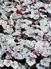 Heuchera%20