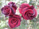 Photo2345