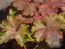 heuchera_cherry_cola_5333
