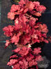 heuchera_cherry_cola_5333~3